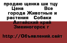 продаю щенка ши-тцу › Цена ­ 10 000 - Все города Животные и растения » Собаки   . Алтайский край,Змеиногорск г.